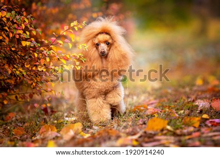 red toy poodle walking city Royalty-Free Stock Photo #1920914240