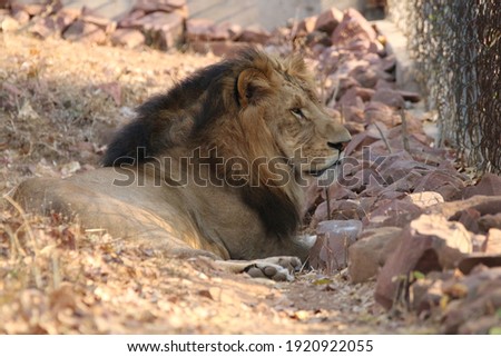 View of Lion from the Vanvihar zoo at Bhopal India