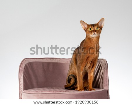 Abyssinian cat portrait, image taken in a studio.