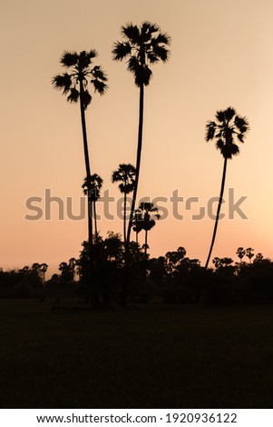 Backlit photo of Ton Tan Sunset in Pathum Thani, Thailand.