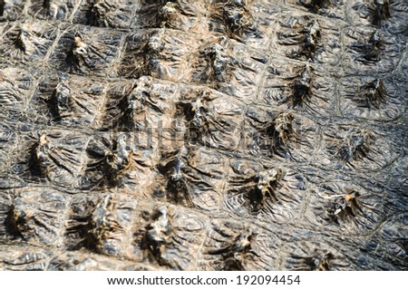 detailed picture of an alligators hide