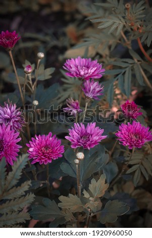 beautiful Hardy chrysanthemums flowers  with leafs and petals, beautiful blury background. Hardy chrysanthemums is blossom very beautifully.
