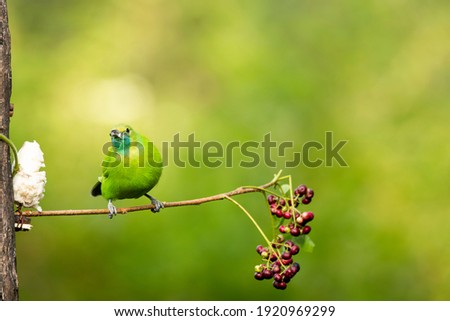 A female Jerdon's leaf bird perched on a twig in the arid jungles on the outskirts of Bangalore