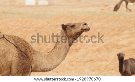 Portrait of brown color camel