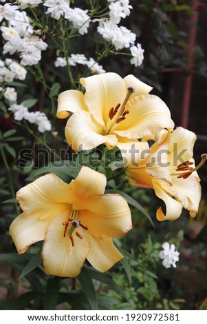 Orange and honey color Oriental and Trumpet Hybrid Lilium Saltarello flowers in a garden in August 2020 Idea for postcards, greetings, invitations, posters, wedding and Birthday decoration, background