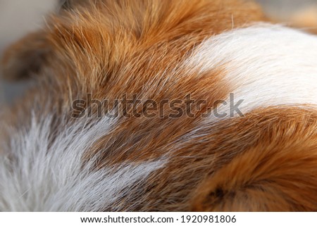 White and brown Jack Russell terrier in a closeup. Soft, fluffy, straight hair of the friendly little pet dog. Lovely texture. Closeup of the terrier fur, hairy, cute surface ready to be pet!