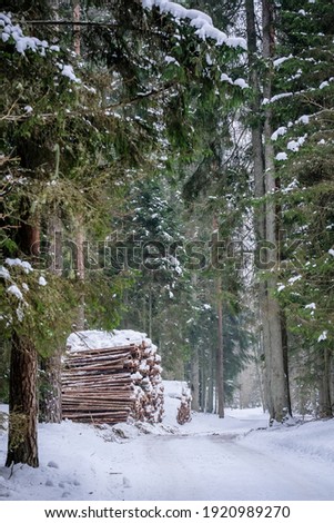 Forest works in winter. Close-up of a huge woodpile in the forest. Selective focus