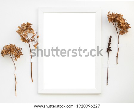 Abstract white background with dried chrysanthemum flowers. In the center of the composition is a white picture frame with an isolated white sheet. Abstract minimalistic composition for florist design