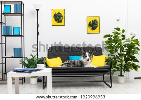 The dog lies quietly on the sofa in the living room of his house, waiting for his mistress. Intelligent Border Collie Sheepdog. Modern interior design of the apartment.