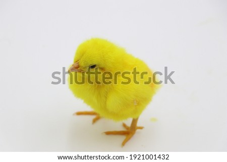 yellow newborn hen chicks - baby chicks -yellow chicks
