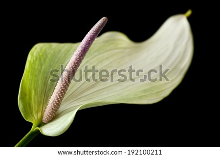 A bright Anthurium, also known as Flamingo Flower. Focus is sharp on the spadix. 