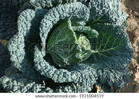 close up of a cabbage in the garden