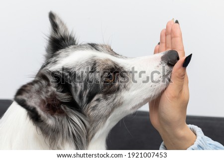 The dog puts its nose to the inside of the young trainer's hand. Intelligent Border Collie Sheepdog. Modern interior design of the apartment.
