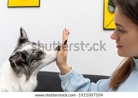 The dog puts its nose to the inside of the young trainer's hand. Intelligent Border Collie Sheepdog. Modern interior design of the apartment.