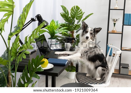 The dog sits in a chair in front of the computer in the living room. Intelligent Border Collie Sheepdog. Modern interior design of the apartment.