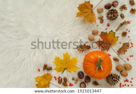 Pumpkins, walnuts, chestnuts, acorns, cones and rosehips. Autumn flat lay composition on warm, cosy, white winter blanket, with copy space.