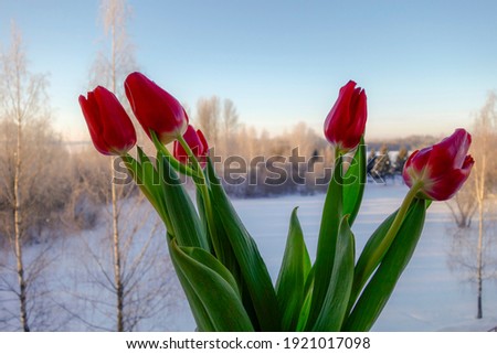 red tulips on the background of a frosty winter landscape