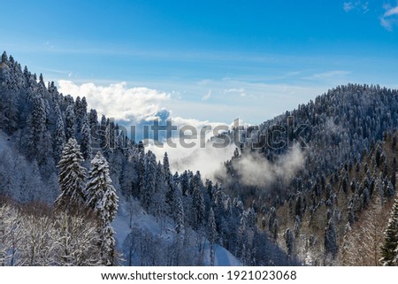 Beautiful snow landscape of snowy trees and mountains of Roza Khutor ski resort. South part of resort with sunny weather. Sochi, Russia.