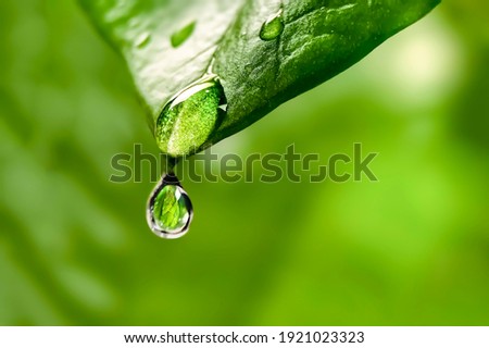 Dew drop on the leaf, which reflects the sprout Royalty-Free Stock Photo #1921023323