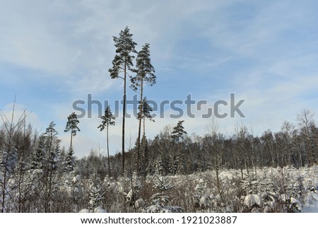 Bare trees in winter covered with snow. Winter season in Europe,Lithuania 