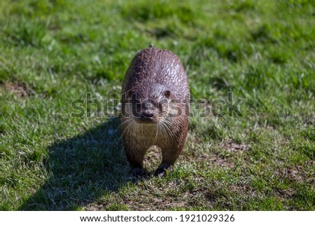 European Otter, Lutra Lutra, in the British countryside