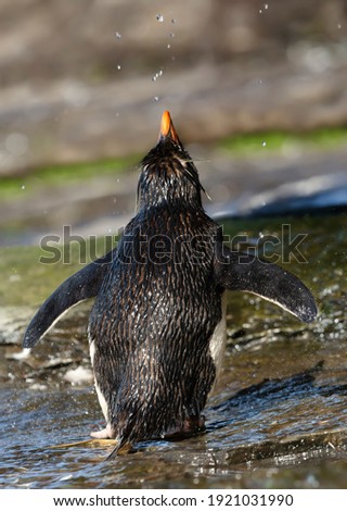 Close up of a Southern rockhopper penguin taking shower under a stream of water, Falkland Islands.