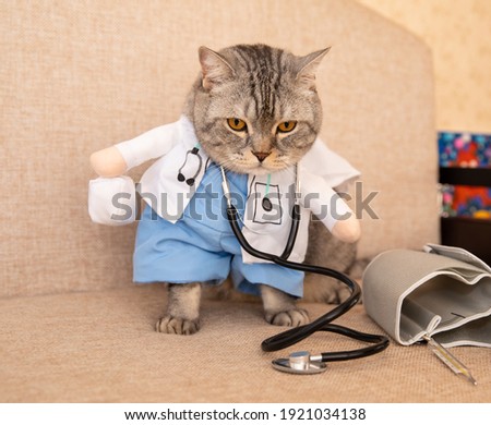 A beautiful gray cat in the clothes of a doctor with a stethoscope.