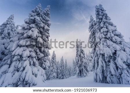snowy tree in the mountains - winter time 