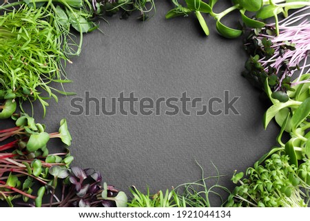 Frame made with different microgreens on black table, flat lay. Space for text Royalty-Free Stock Photo #1921044134