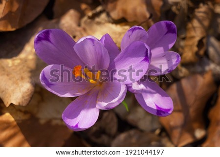The first crocus flowers in early spring in the forest. Tender pink petals among dry last year's leaves