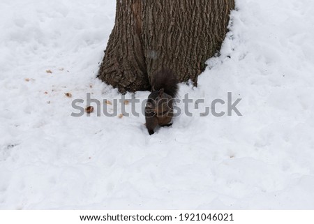 Black Brown Squirrel Winter Snow Tree