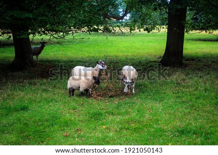 Cute sheep of Burghley House park, England 