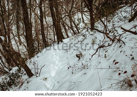 Footprints in the snow in the winter forest in the Caucasus mountains. Trees in white snow. Russian Winter.
