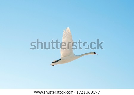 white swans fly in the sky under the bright sun Royalty-Free Stock Photo #1921060199
