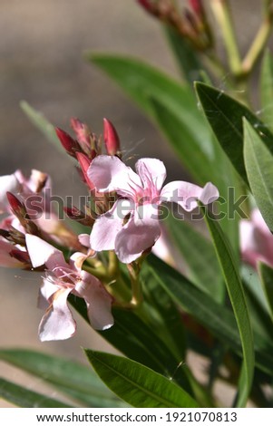 Pink oleander flowers (Nerium oleander) a plant that grows well in zones 9 and 10 with higher temperatures it is also poisonous