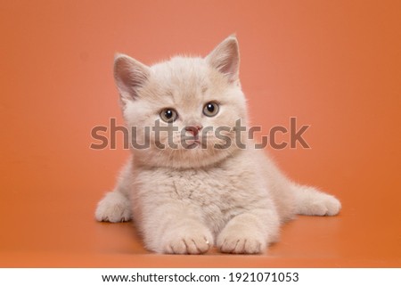 Beautiful cream british kitten boy with a smart look in playful poses on an orange background