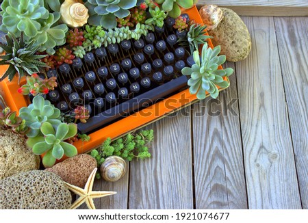 A typewriter and succulents planted in it. Vintage background. Design idea in the garden. Royalty-Free Stock Photo #1921074677