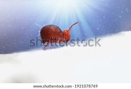 Red collembola funny runs on a white surface on a magical blue background with glowing rays and falling snow. Microlife in the forest close up. Funny cartoon animals. Copy space for text