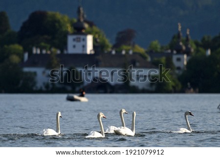 Swans on the Traunsee with the Lake castle Ort in the background, Salzkammergut, District Gmunden, Upper Austria, Austria, Europe 