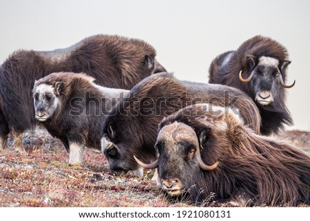 Musk Ox can be spotted from any of the three roads that venture from the town of Nome, Alaska. Their herds can be spotted from a distance or right beside the road. 