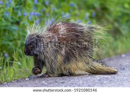 Porcupines lack a strong sense of sight, hearing or smell. This makes them an incredible vulnerable animal. If it were not for their sharp quills they wouldn't stand a chance in Denali National Park.