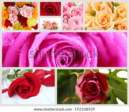 Beautiful roses collage