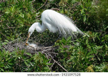 These nesting Egrets and young were photographed during spring mating season in Venice, FL. The birds on the island mate, nest, and raise the young using the safety of the rookery to do so in March.  Royalty-Free Stock Photo #1921097528