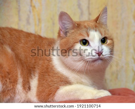 ginger and white cute domestic plump cat