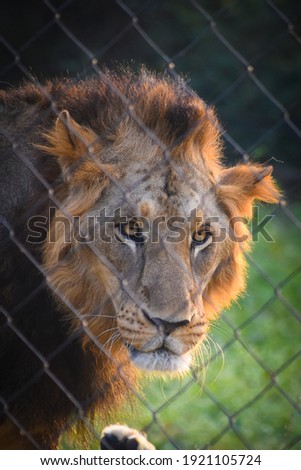 beautiful Asiatic lion Panthera leo leo in jungle forest looking 