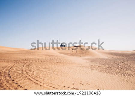 Beautiful desert landscape with wheel traces and black buggy quad bike up on hill, Al awir sand dunes, Dubai, UAE   Royalty-Free Stock Photo #1921108418