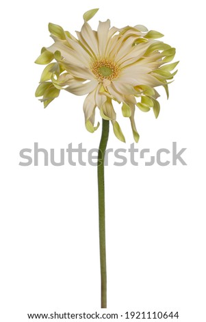 Side and top view of a yellow lime Spider Gerbera or African Daisy on a large green stem, isolated on a white background