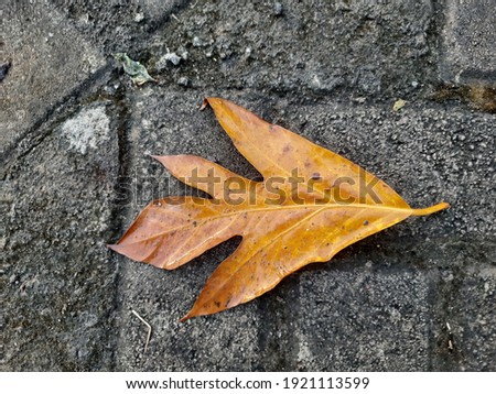 A leaf soaked in rain was lying below.