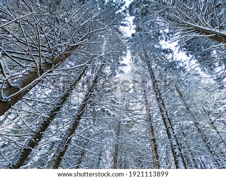 Tall spruce trees covered with snow in frosty winter landscape. A view on sky in snowy forest. Christmas background with fir tree, bottom view of the fir trees in the snow