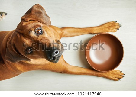 Hungry brown dog with empty bowl waiting for feeding, looking at camera, top view Royalty-Free Stock Photo #1921117940